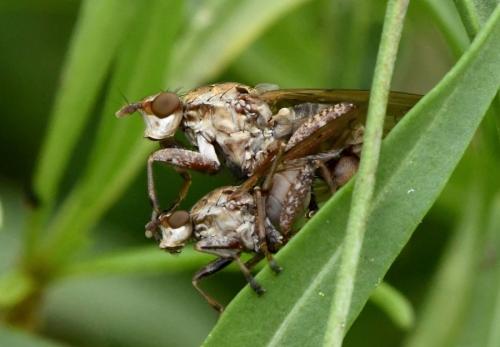 Réf. 217 653 : Salticella fasciata